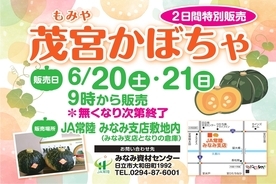 茂宮かぼちゃ販売会チラシ