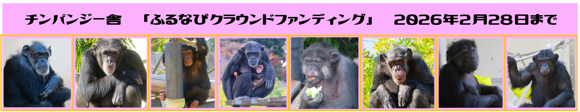 チンパンジー舎クラウドファンディングのおしらせ（外部リンク・新しいウィンドウで開きます）