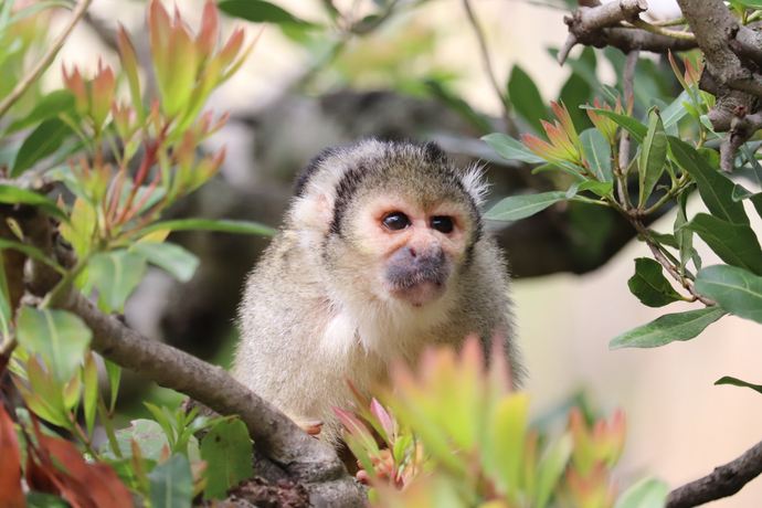 リスザルのホンコン