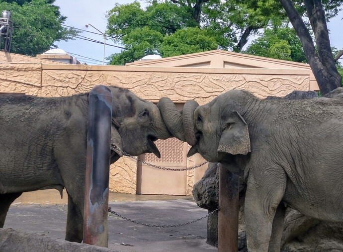 コミュニケーションをはかるアジアゾウ