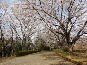 写真：広場周辺のさくら4