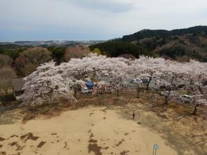 写真：日立北I.C方面の桜