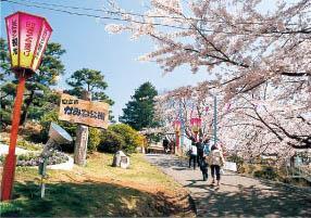 さくらまつりのかみね公園の写真