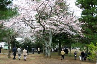 写真：助川城跡公園の見どころ13