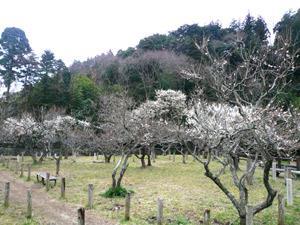 2月の開花状況の写真1