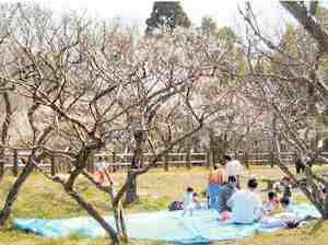 写真：花見の風景1