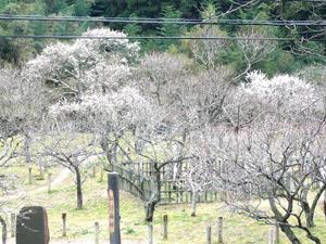 2月の開花状況の写真2