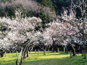 3月の開花状況の写真1