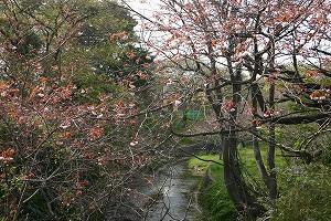 八重桜の写真