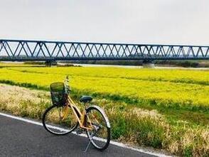 写真：菜の花畑