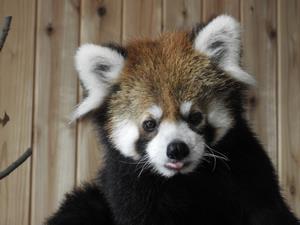 レッサーパンダ