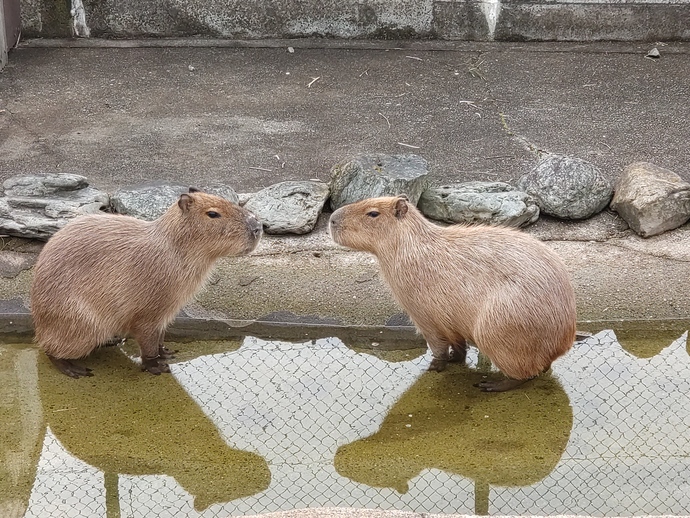 写真：カピバラ