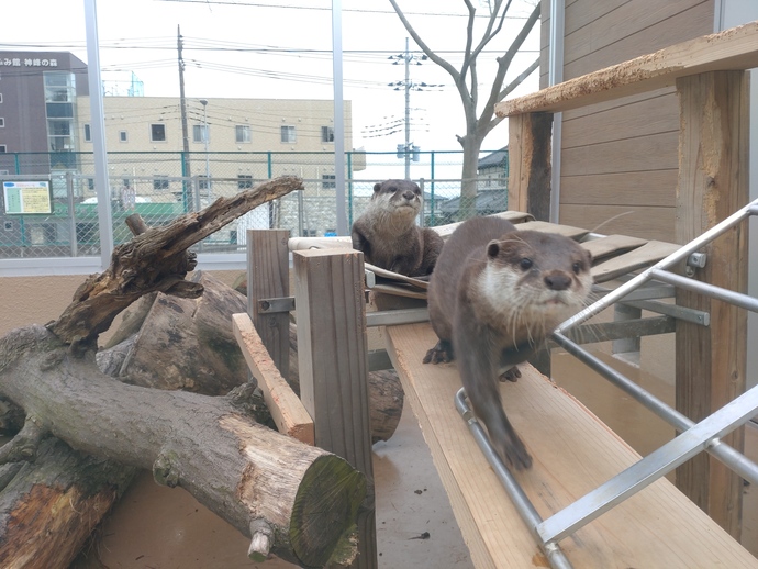 写真：コツメカワウソ