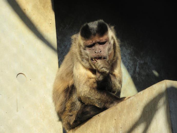 写真：フサオマキザル