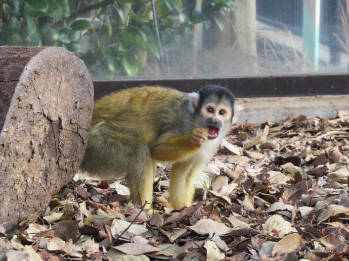 写真：ボリビアリスザル