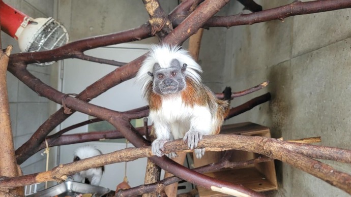 写真：ワタボウシタマリン