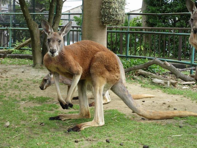 写真：アカカンガルー