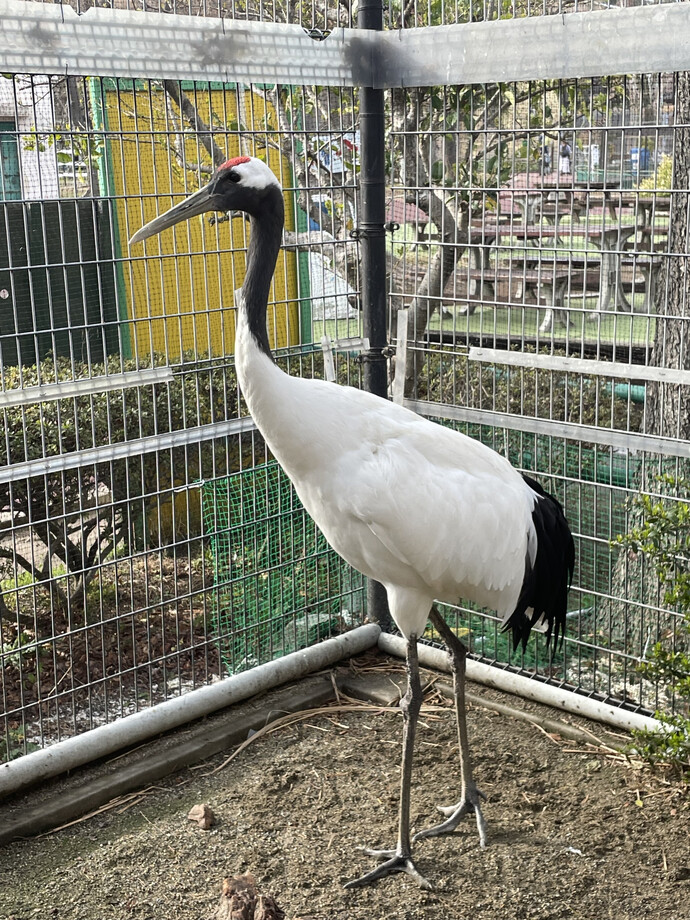 写真：タンチョウ