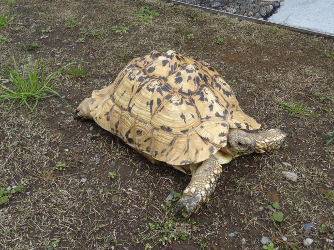 写真：ヒョウモンガメ