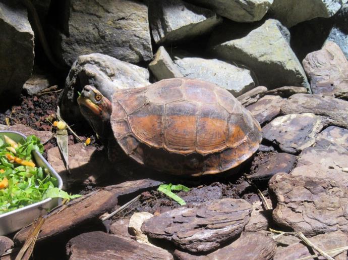 写真：ベトナムモエギハコガメ