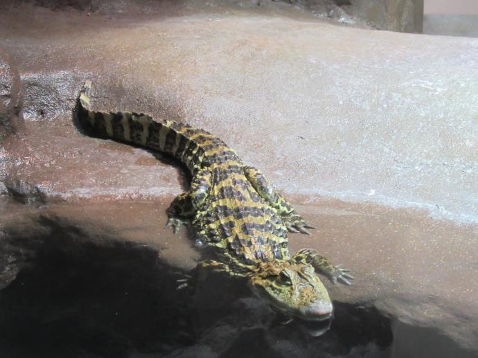 写真：クチヒロカイマン