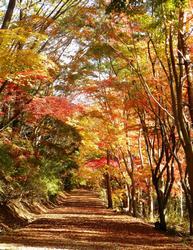 写真：小木津山紅葉