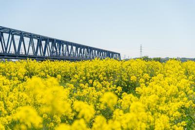 写真：菜の花プロジェクト