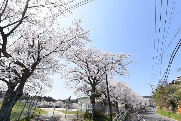 写真：滑川小学校のさくら