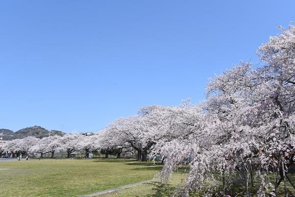 写真：日立市消防本部のさくら