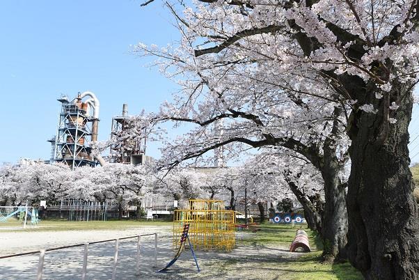 写真：中小路小学校のさくら