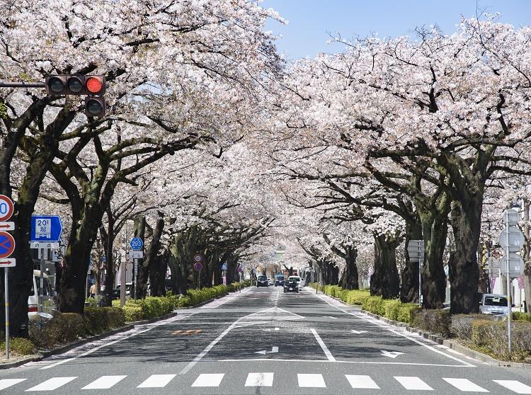 写真：平和通りのさくら