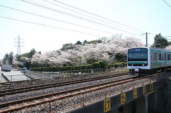 写真：さくら通りのさくら