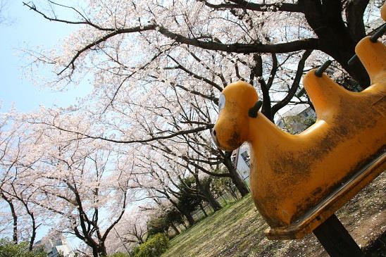 写真：桜川緑地のさくら