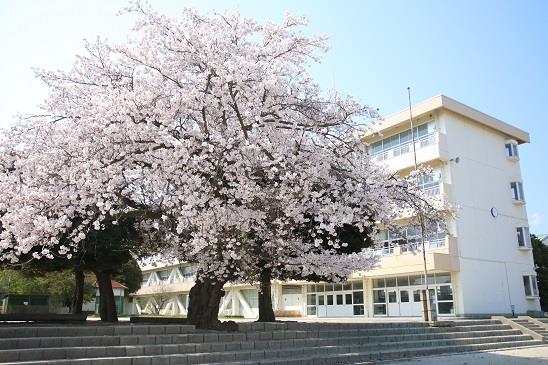 写真：大久保小学校のさくら