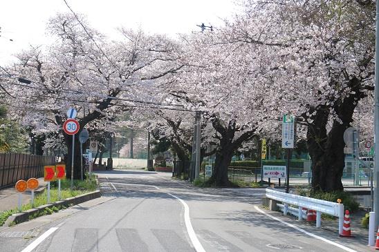 写真：日立工業専修学校のさくら