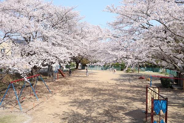 写真：まえはら児童公園のさくら