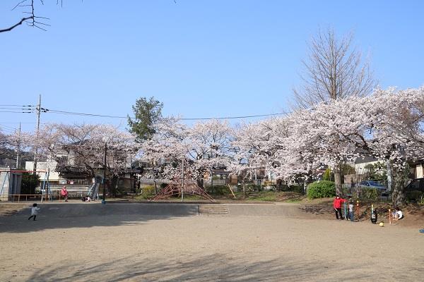 写真：みなみこうや第2児童公園のさくら