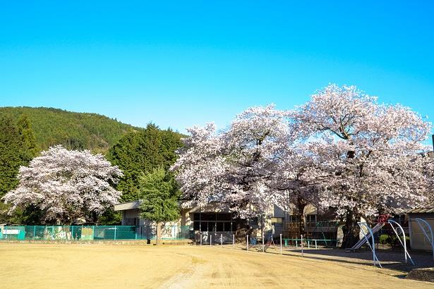 写真：中里小学校のさくら