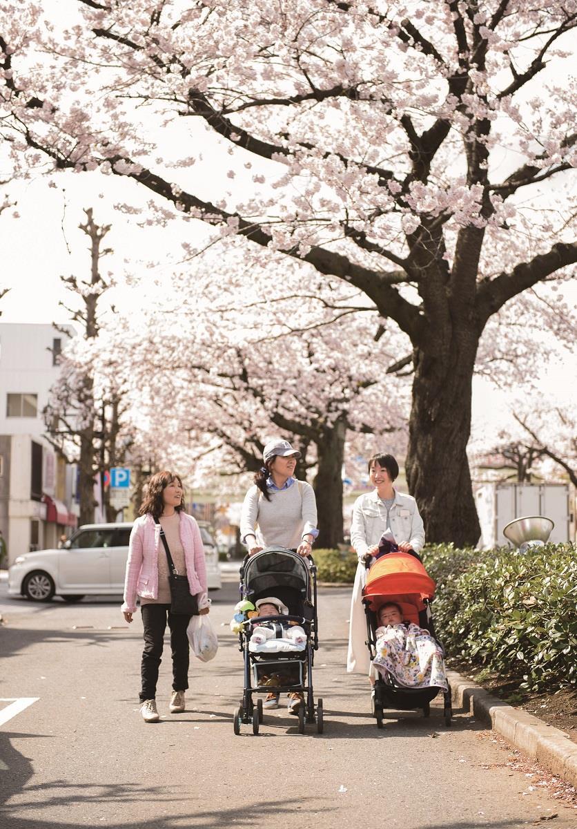 写真：桜並木