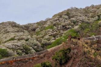 写真：桜の頃の煙道