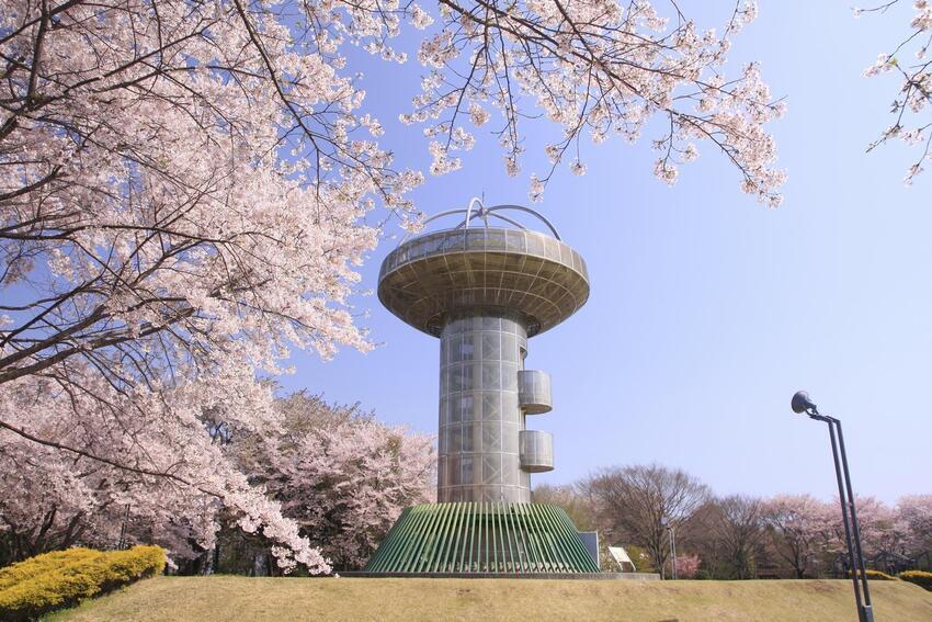 写真：桜3