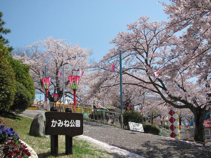 写真：桜4