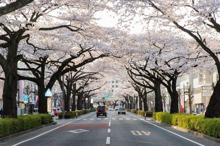 写真：桜