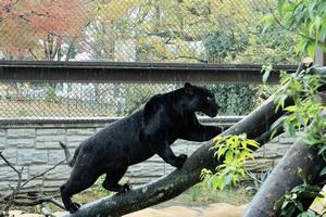 写真：黒ジャガーが木を登っている