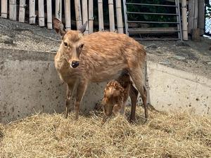 写真：シカの赤ちゃん