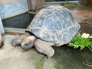 写真：アルダブラゾウガメ