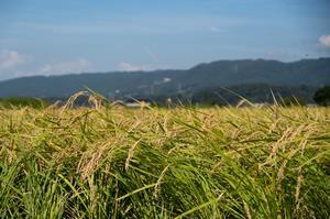 写真：稲刈り（下土木内町）