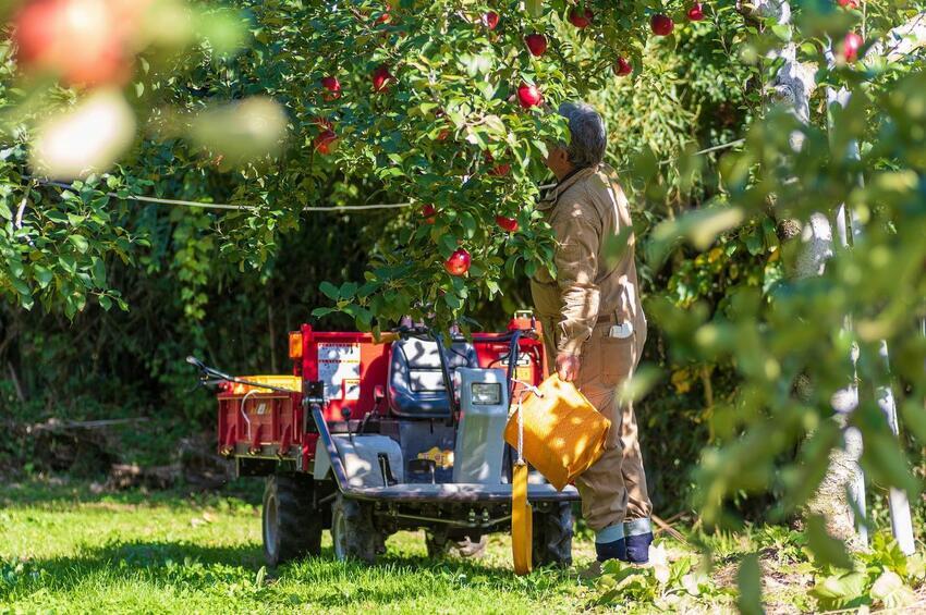 写真：中里フルーツ街道のリンゴ園