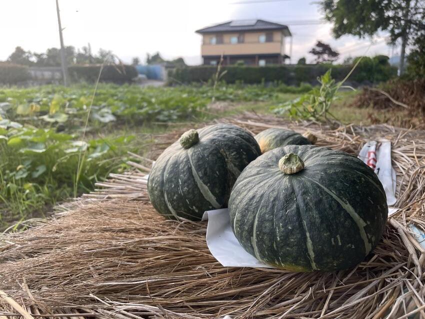 写真：茂宮かぼちゃ塾1