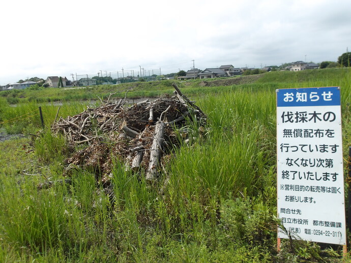 伐採木等の様子8月19日現在